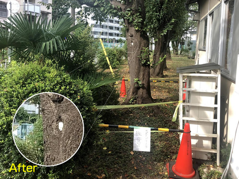 スズメバチの巣駆除