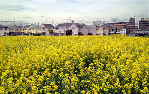 小平菜の花畑