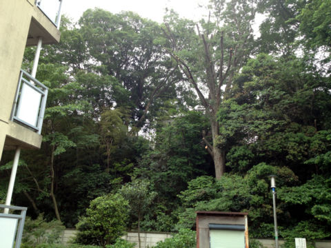 倒木