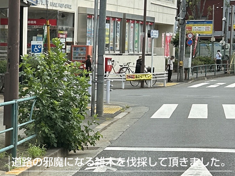 道路の邪魔になる雑木の伐採