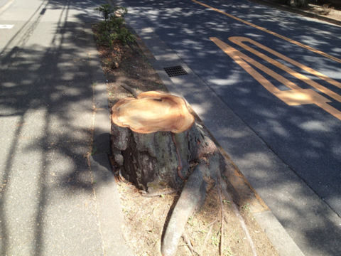 伐採されたけやき
