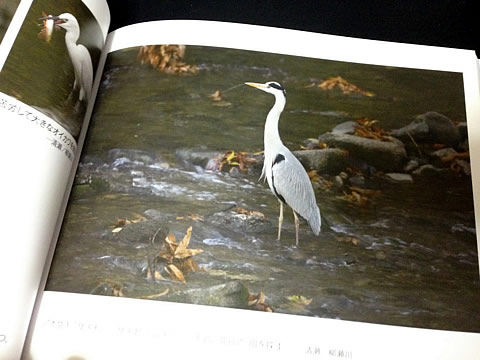 清瀬の野鳥