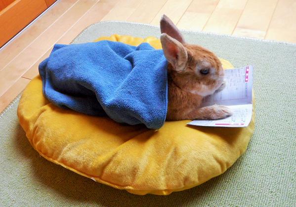 今日は雨なので本など読んでみた　ウサギ
