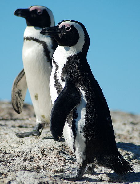 ペンギン