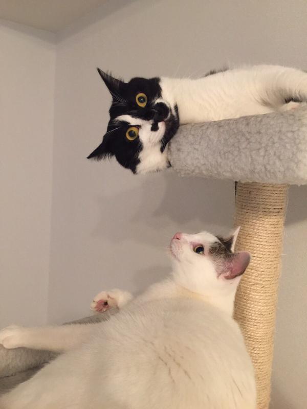 ネコにキス