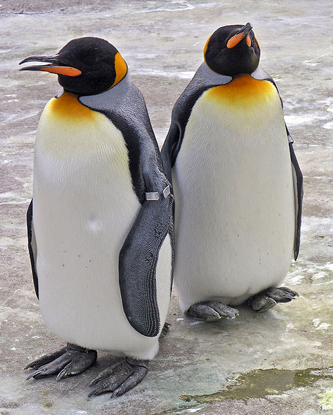 ペンギン