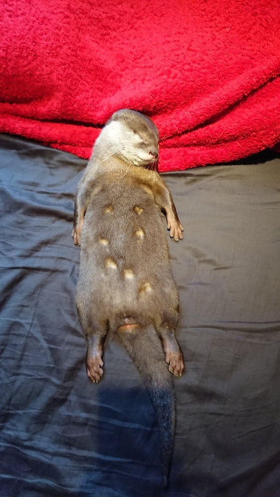 カワウソのちぃたん