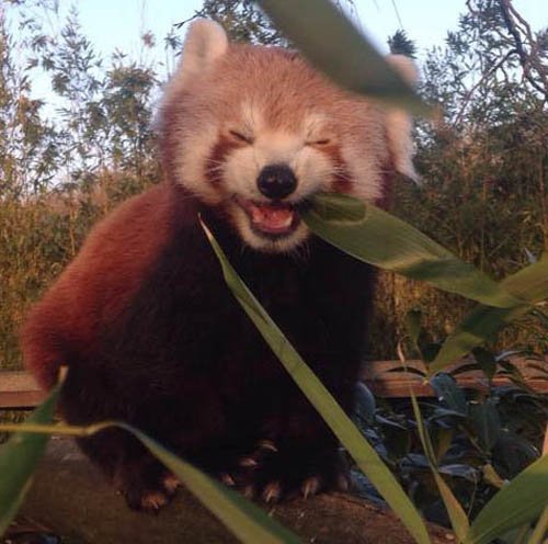 レッサーパンダ