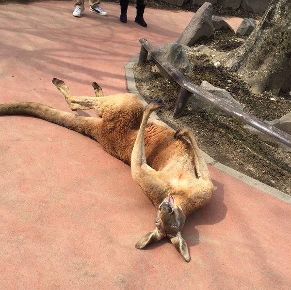 カンガルー