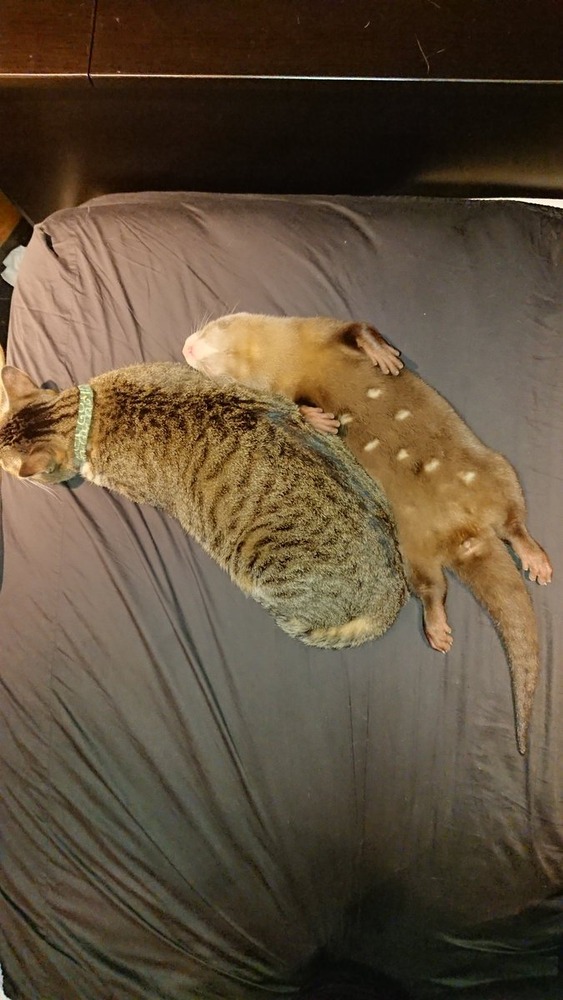 カワウソのちぃたん