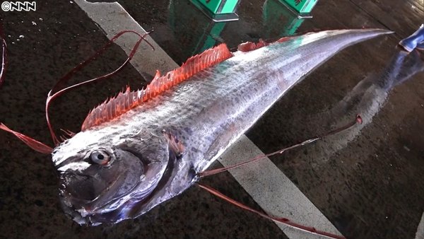 リュウグウノツカイ