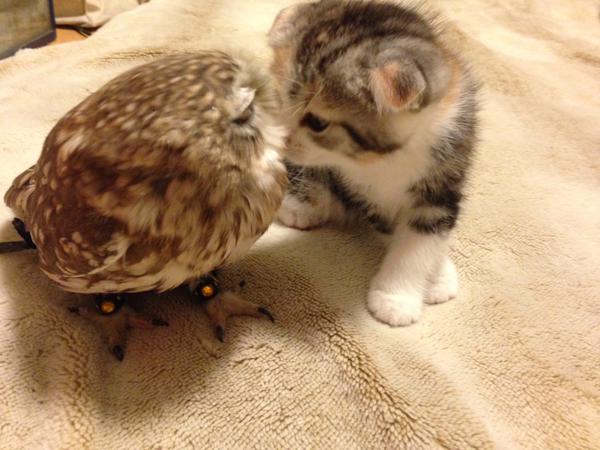 フクロウ　猫