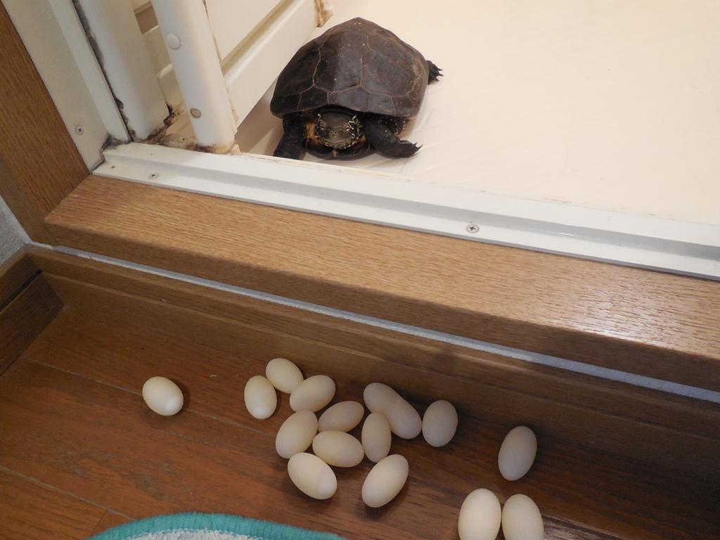 カメ　産卵