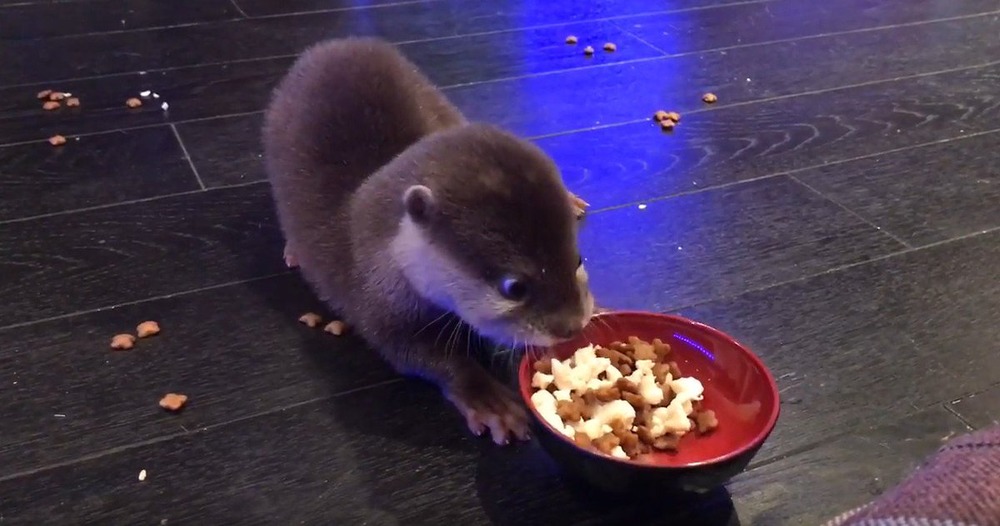 カワウソのちぃたん