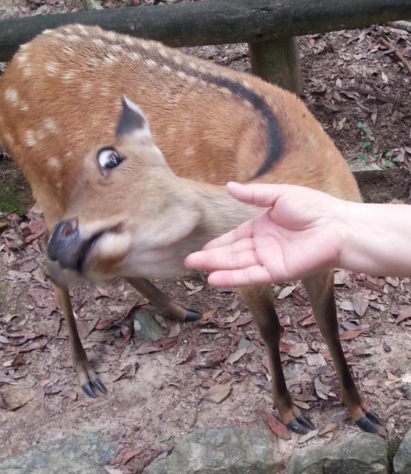 鹿に手を近づけたら