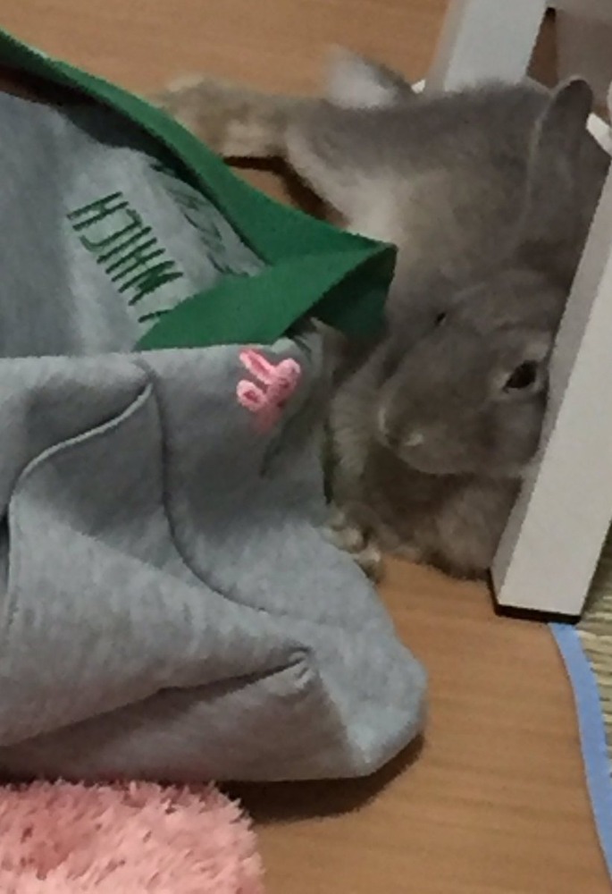 桜のどか