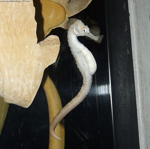 タツノオトシゴ