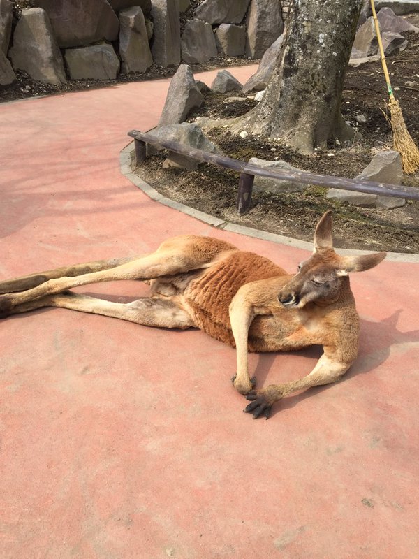 カンガルー