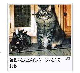 メインクーン
