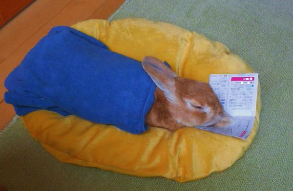 今日は雨なので本など読んでみた　兎