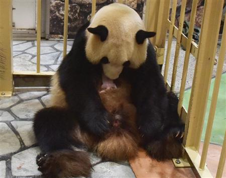 パンダ
