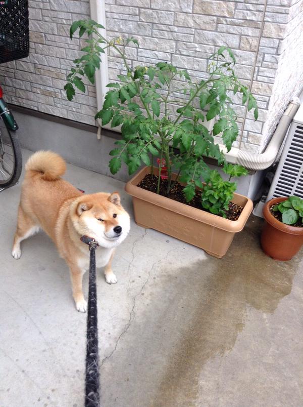 犬　散歩