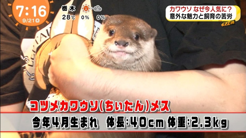 カワウソちぃたん