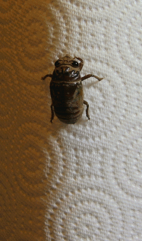 gazou