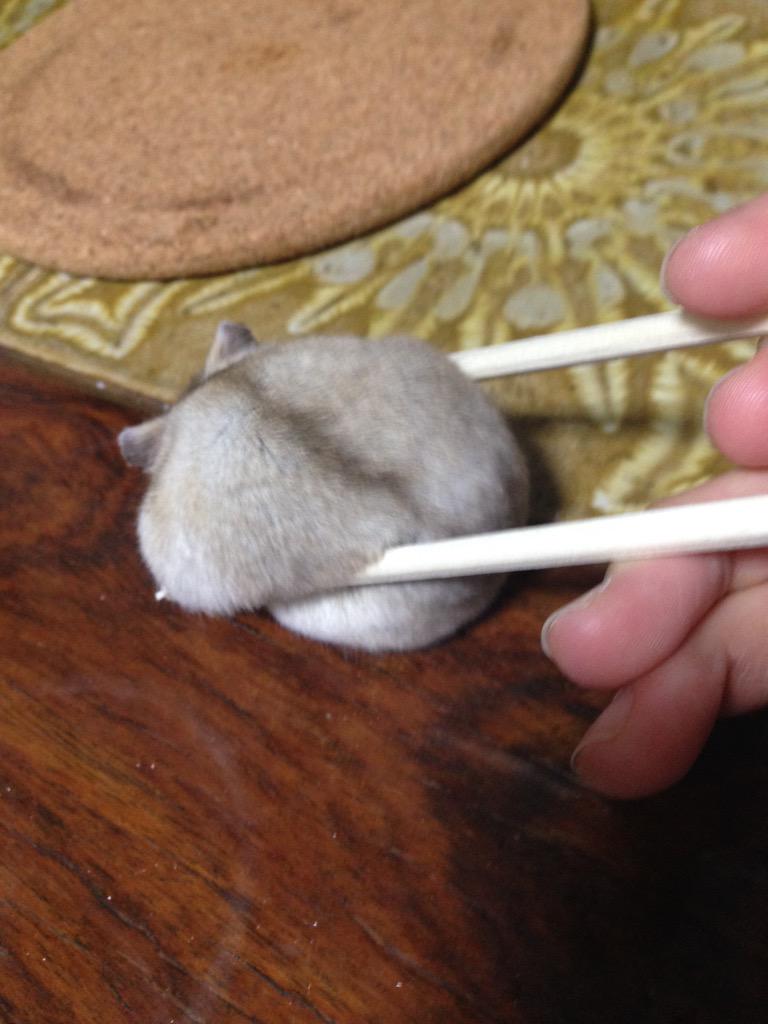 ハムスター