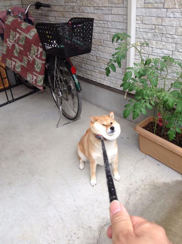 犬　散歩