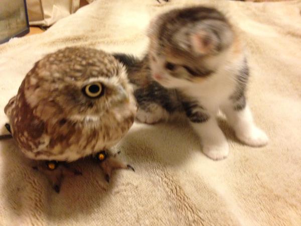 フクロウ　猫