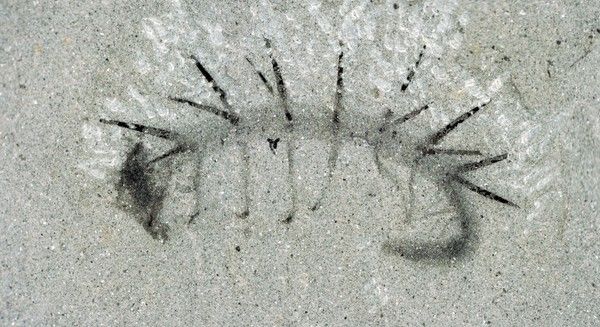 ハルキゲニア化石