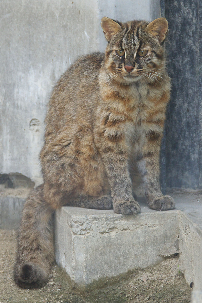 ツシマヤマネコ