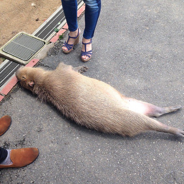 カピバラ