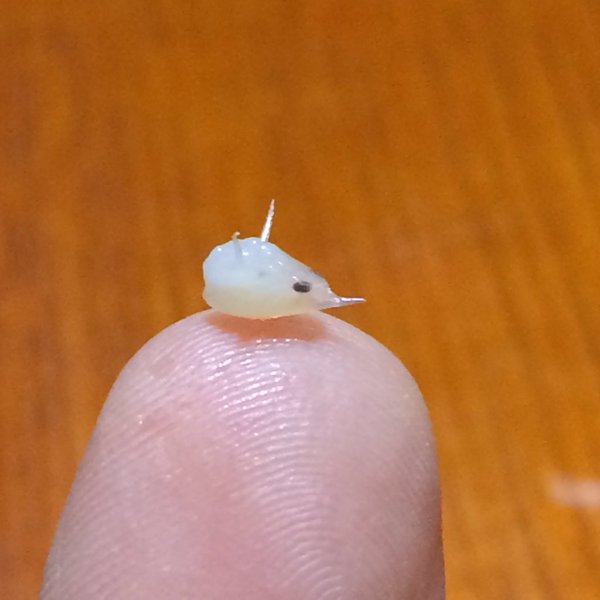 チリメンモンスター