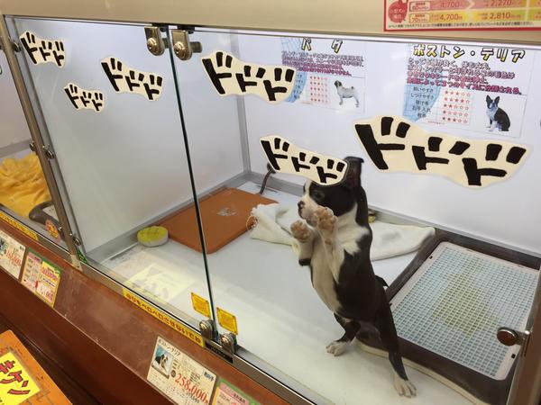 ジョジョ仕様
