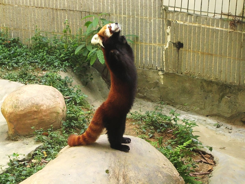 レッサーパンダ