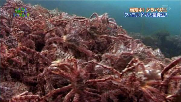 ノルウェーではカニが大量発生