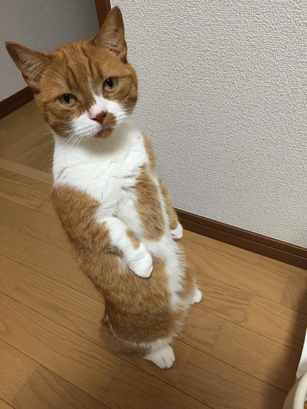 背中ピーン  猫