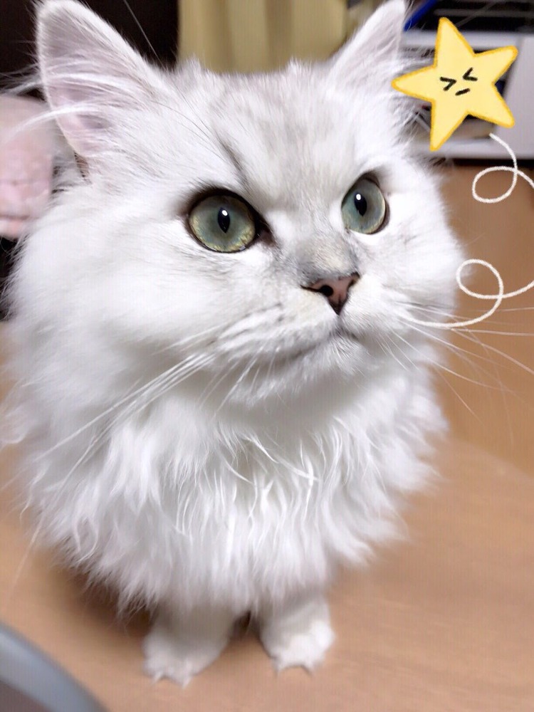 橘花凛