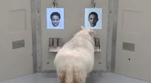ヒツジ