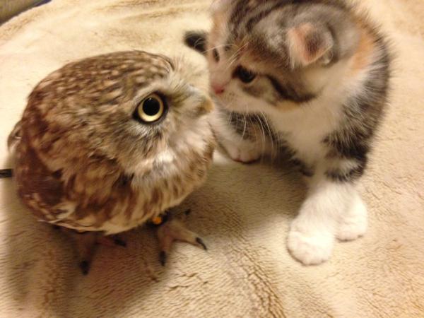 フクロウ　猫