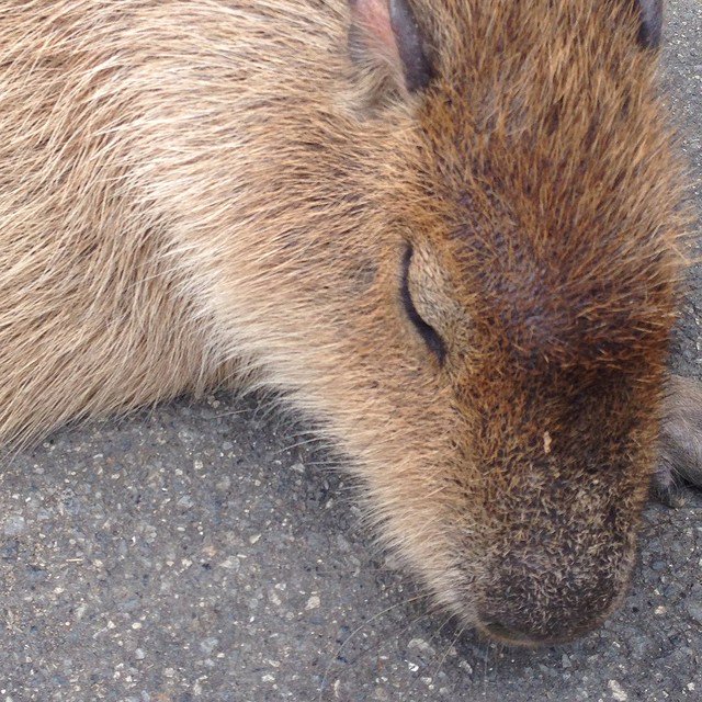 カピバラ