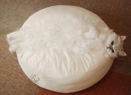 猫が座布団と同化