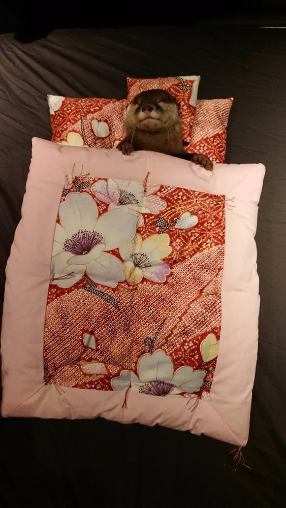 カワウソのちぃたん