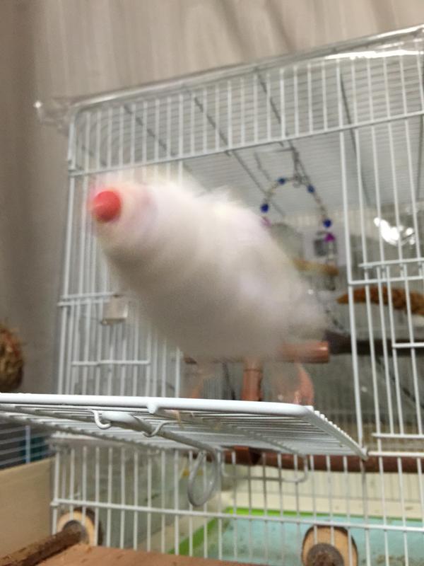 小鳥ドリル