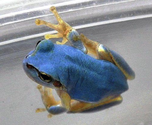 アマガエル