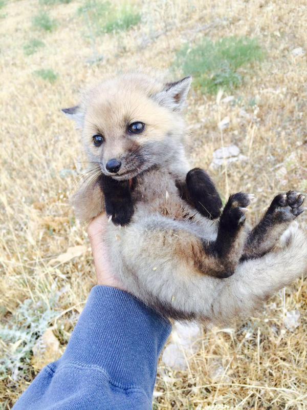 キツネ赤ちゃん