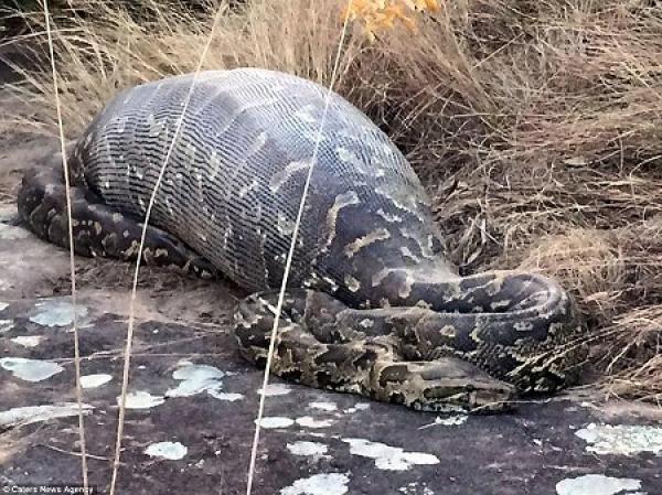 巨大なニシキヘビがヤマアラシを丸呑みしてトゲが胃に刺さって死亡