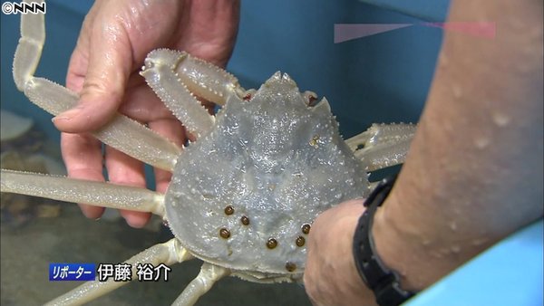 アルビノ ズワイガニ